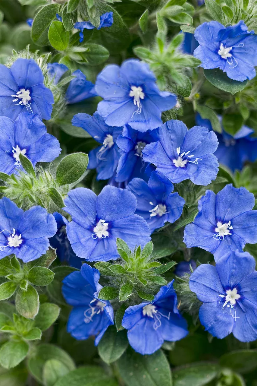 Evolvulus hybrid 'Blue My Mind'