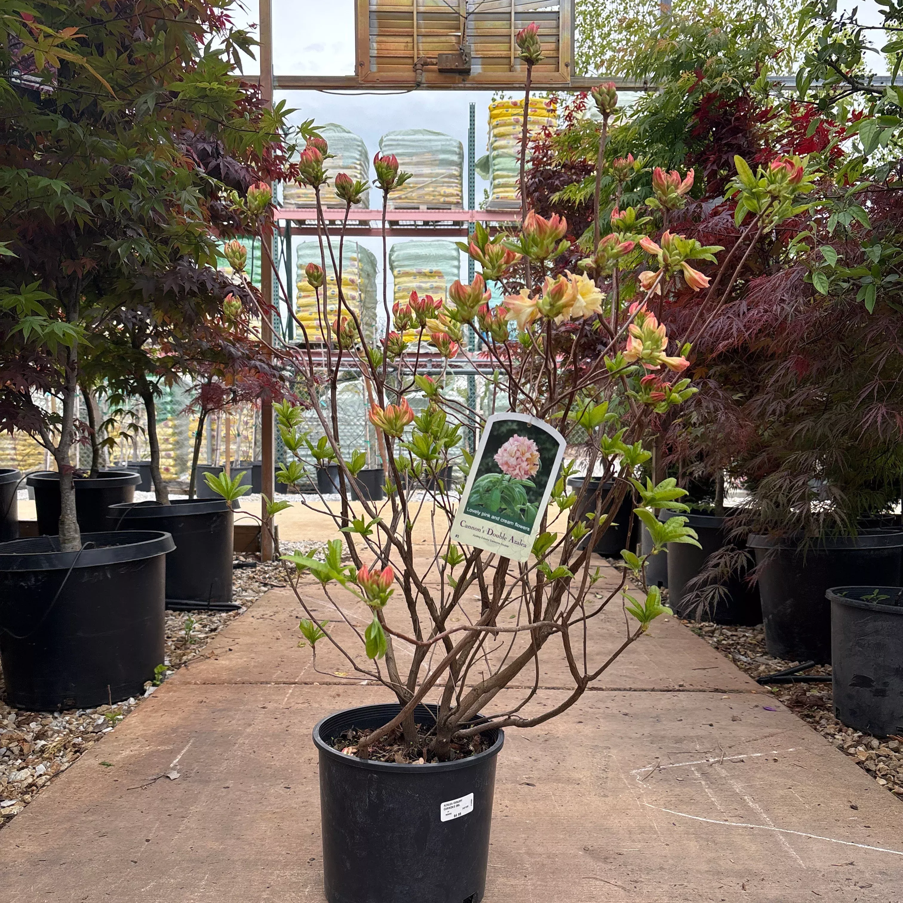 Exbury White Azalea - Rhododendron 'Exbury White' - 3 Gallon Potted Shrub