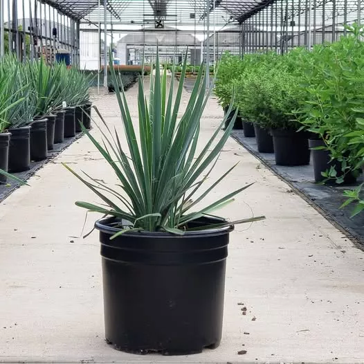Excalibur Yucca
