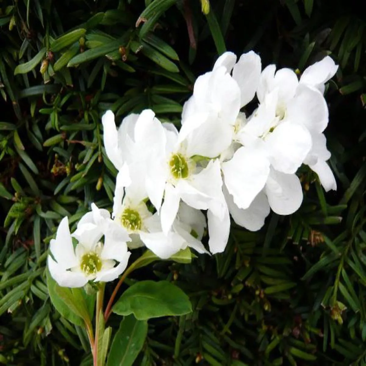 Exochorda korolkowii