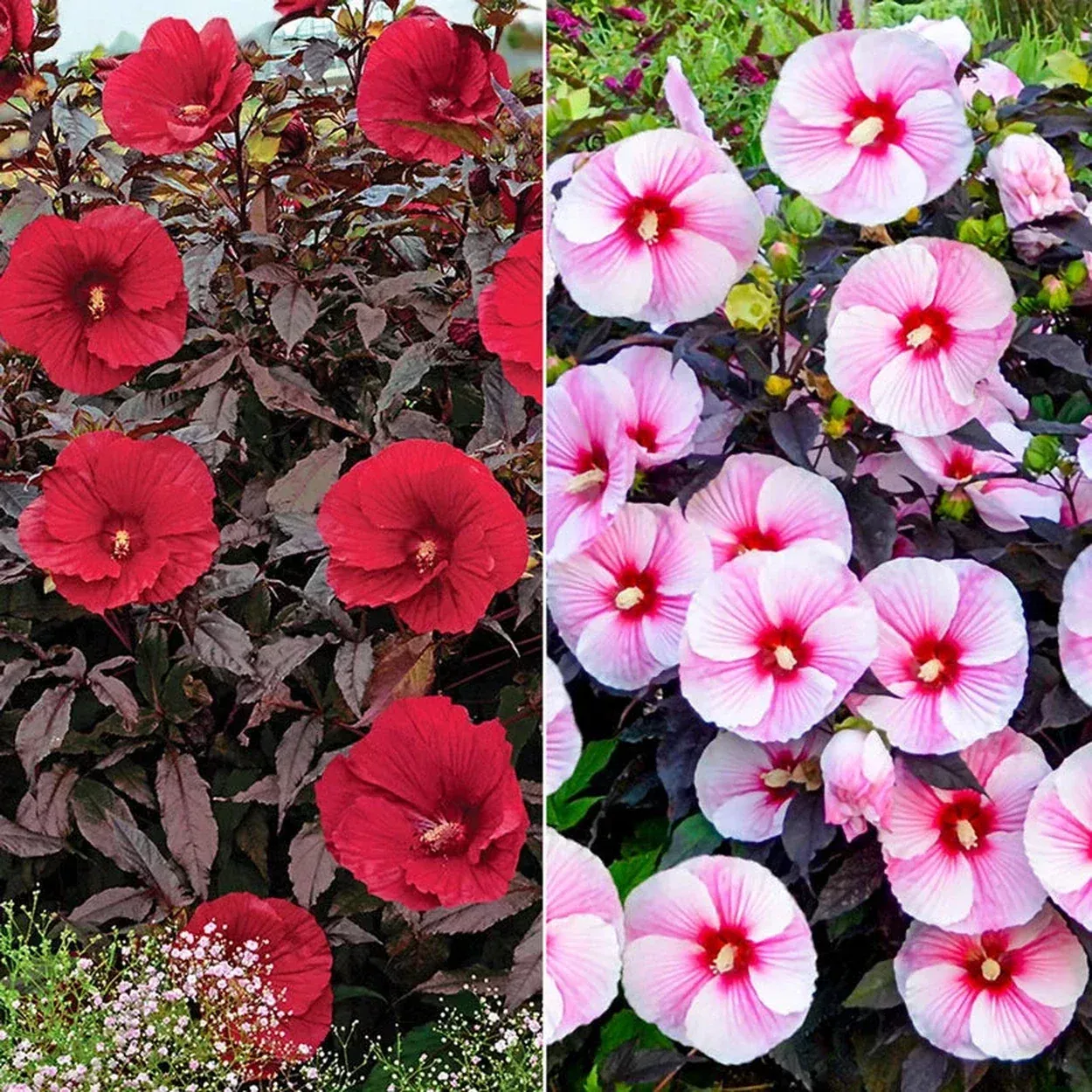 Exotic Hibiscus Collection