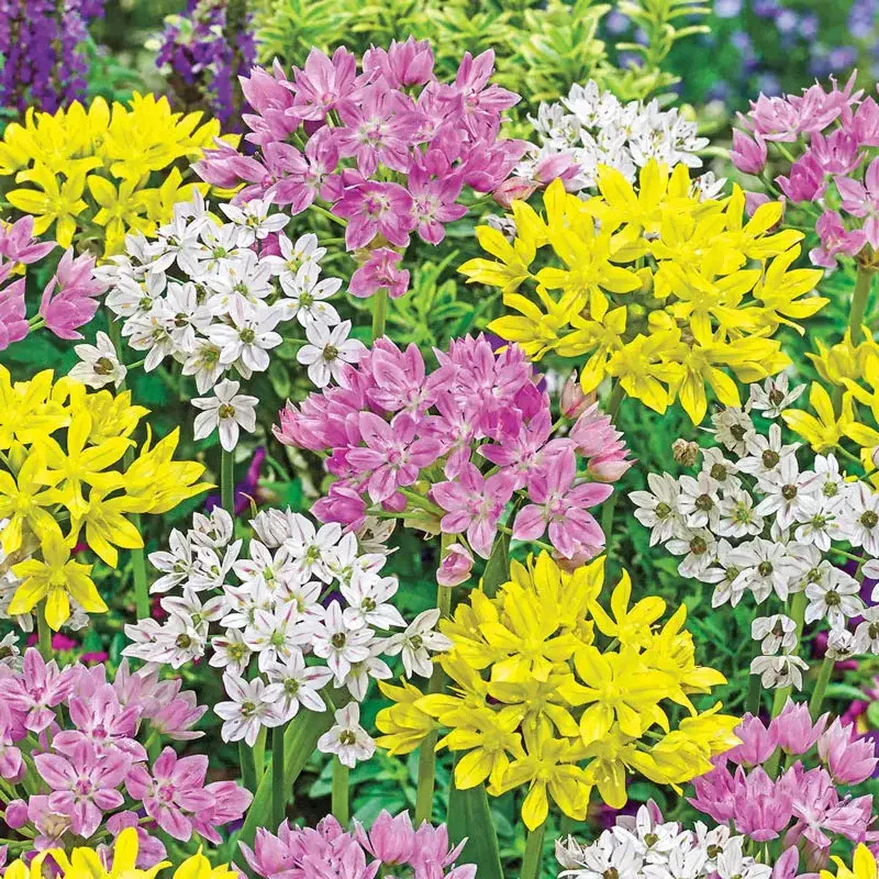 Eye Candy™Allium Mixture