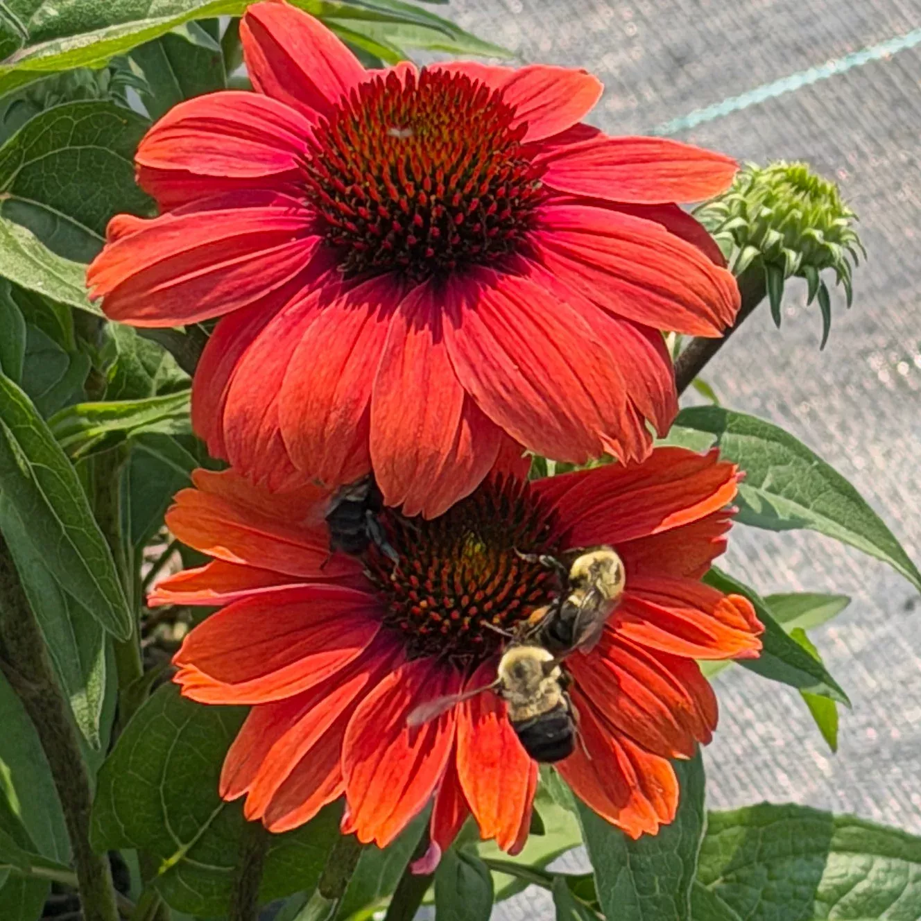 Eye-Catcher™ Tanager Coneflower