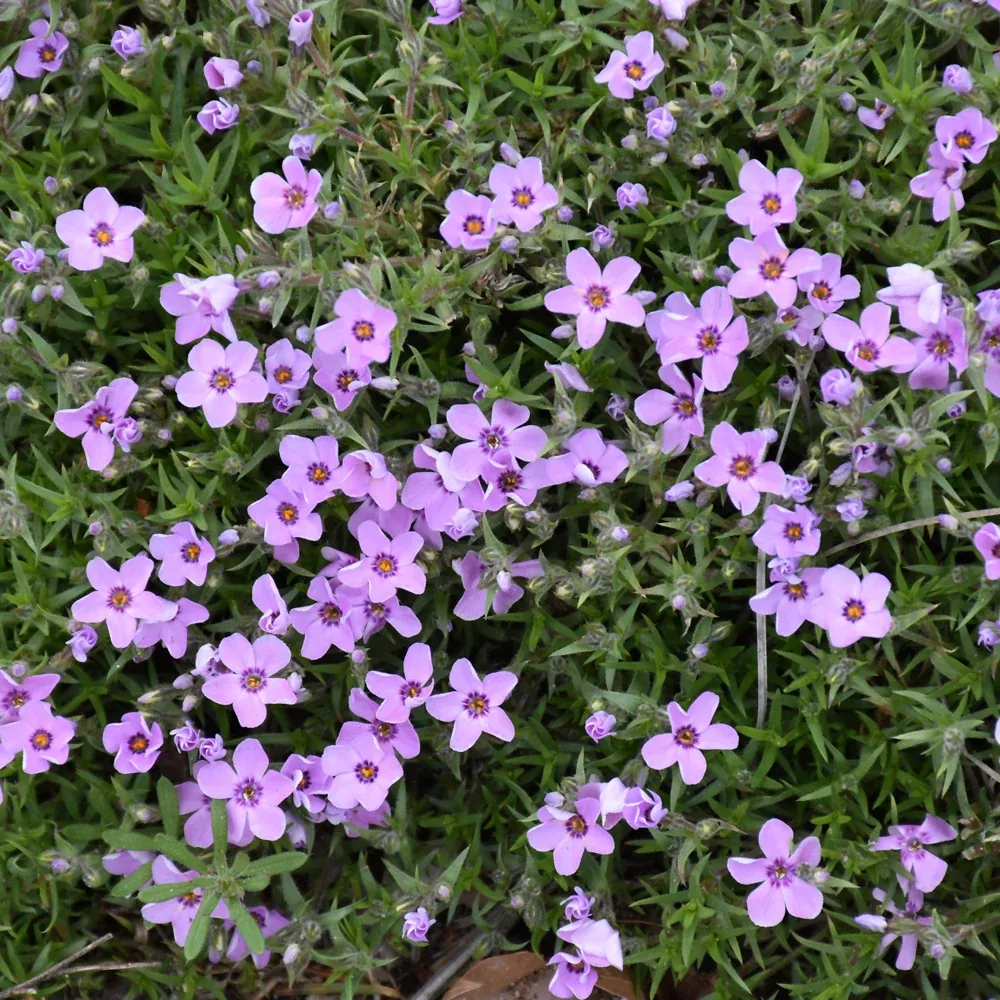 Eye Shadow Creeping Phlox