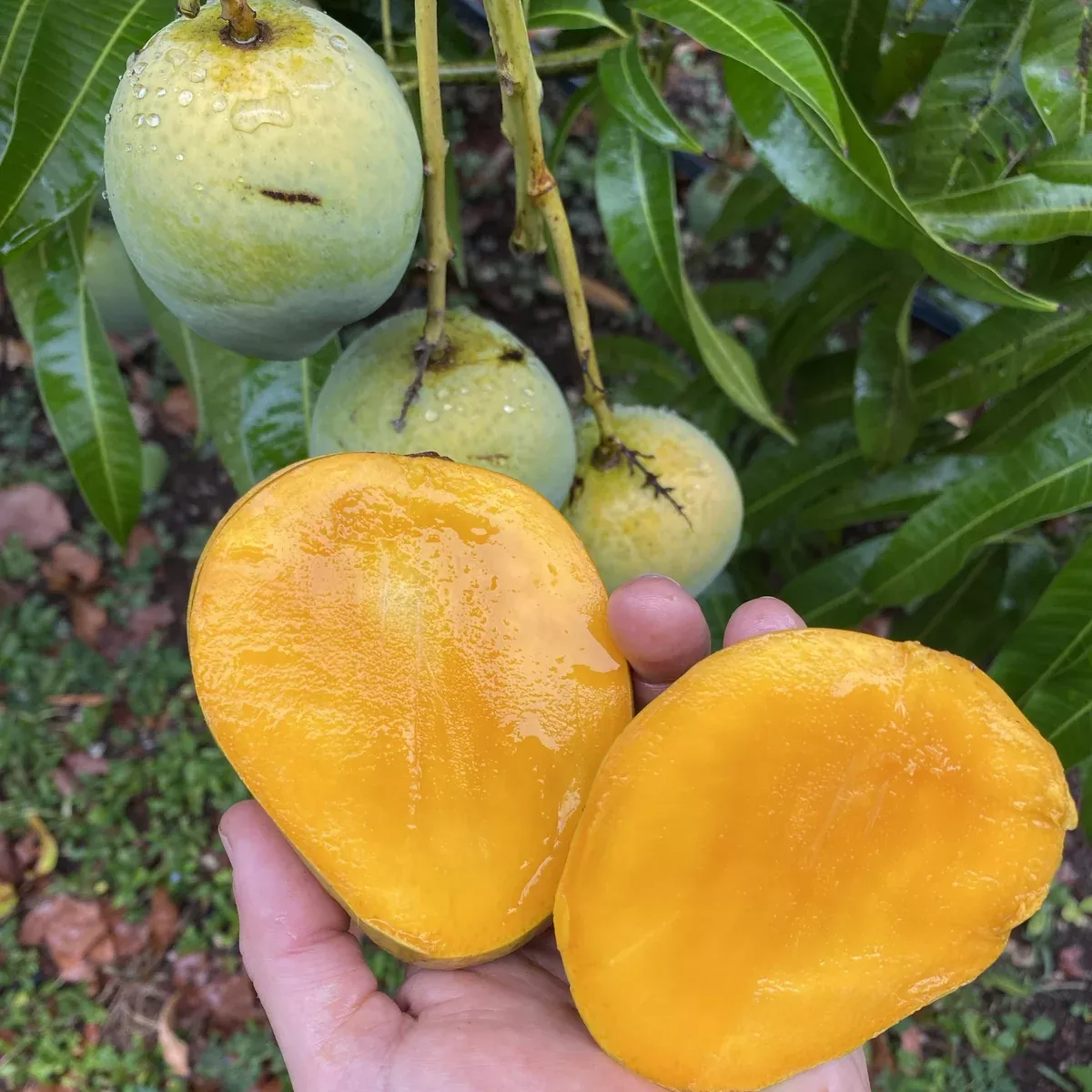 The "Fairchild" Mango *Pre-Order*