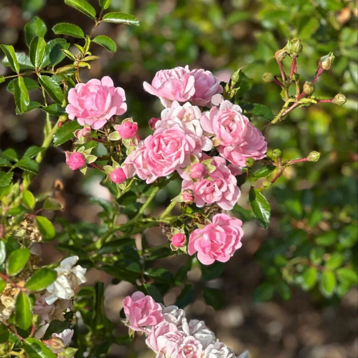 The Fairy Rose