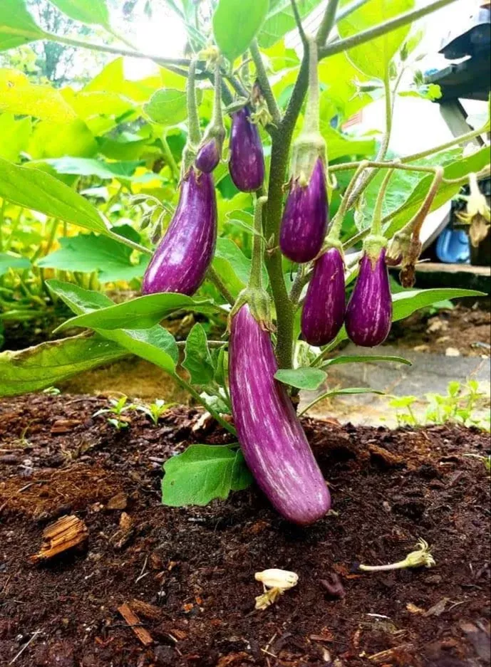 Fairy tale Eggplant-4" pot