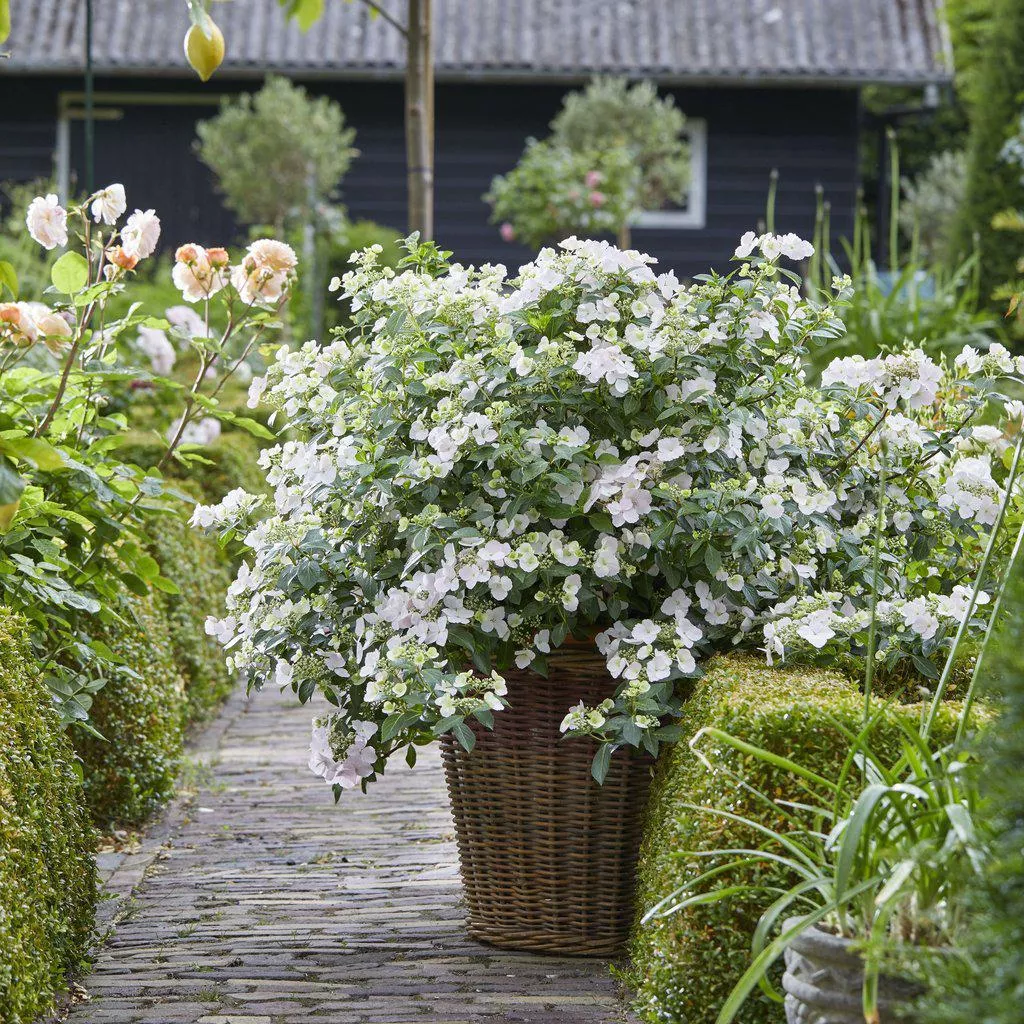 Fairytrail Bride Cascade Hydrangea