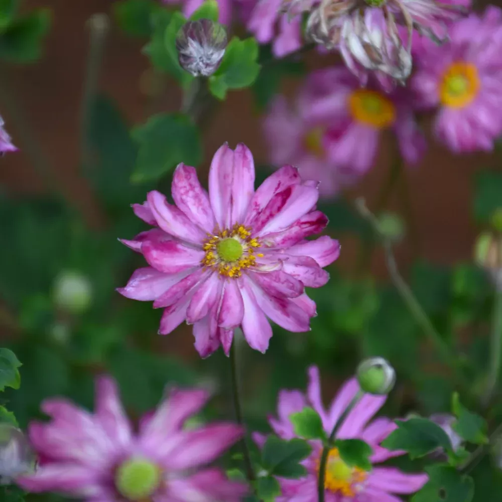 Fall In Love™ Sweetly Anemone