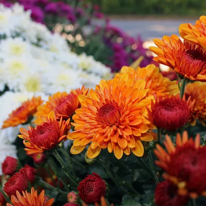 Fall Mums