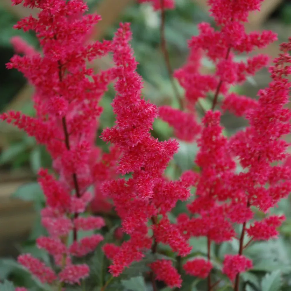 Fanal Astilbe