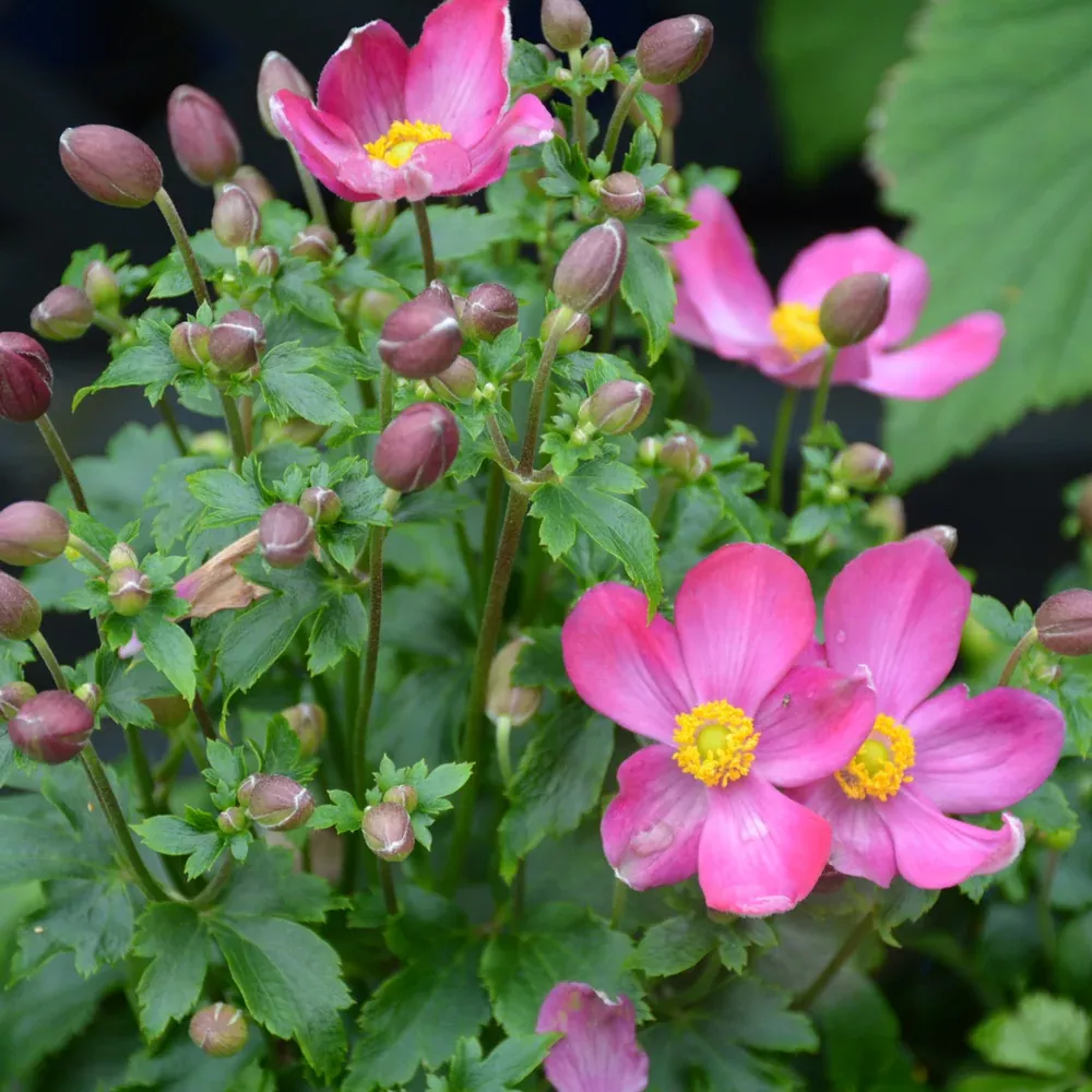 Fantasy™ Red Riding Hood Anemone