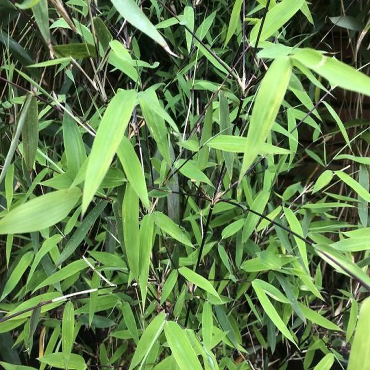 Fargesia murieliae x nitida Winter Joy (7.5 Litre)Non invasive Bamboo