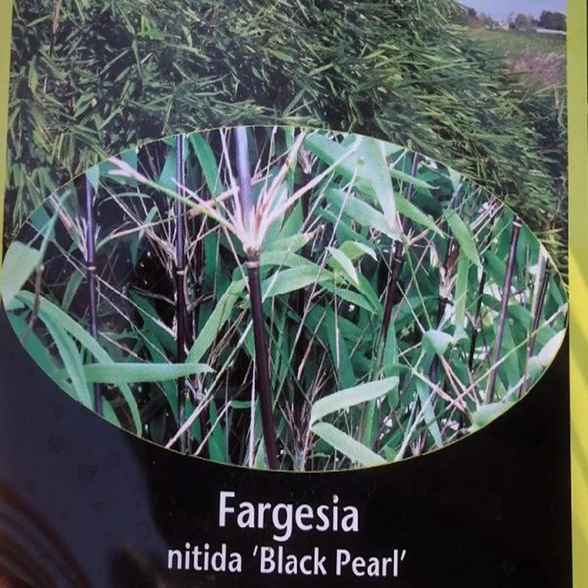 Fargesia nitida Black PearlNon invasive Bamboo
