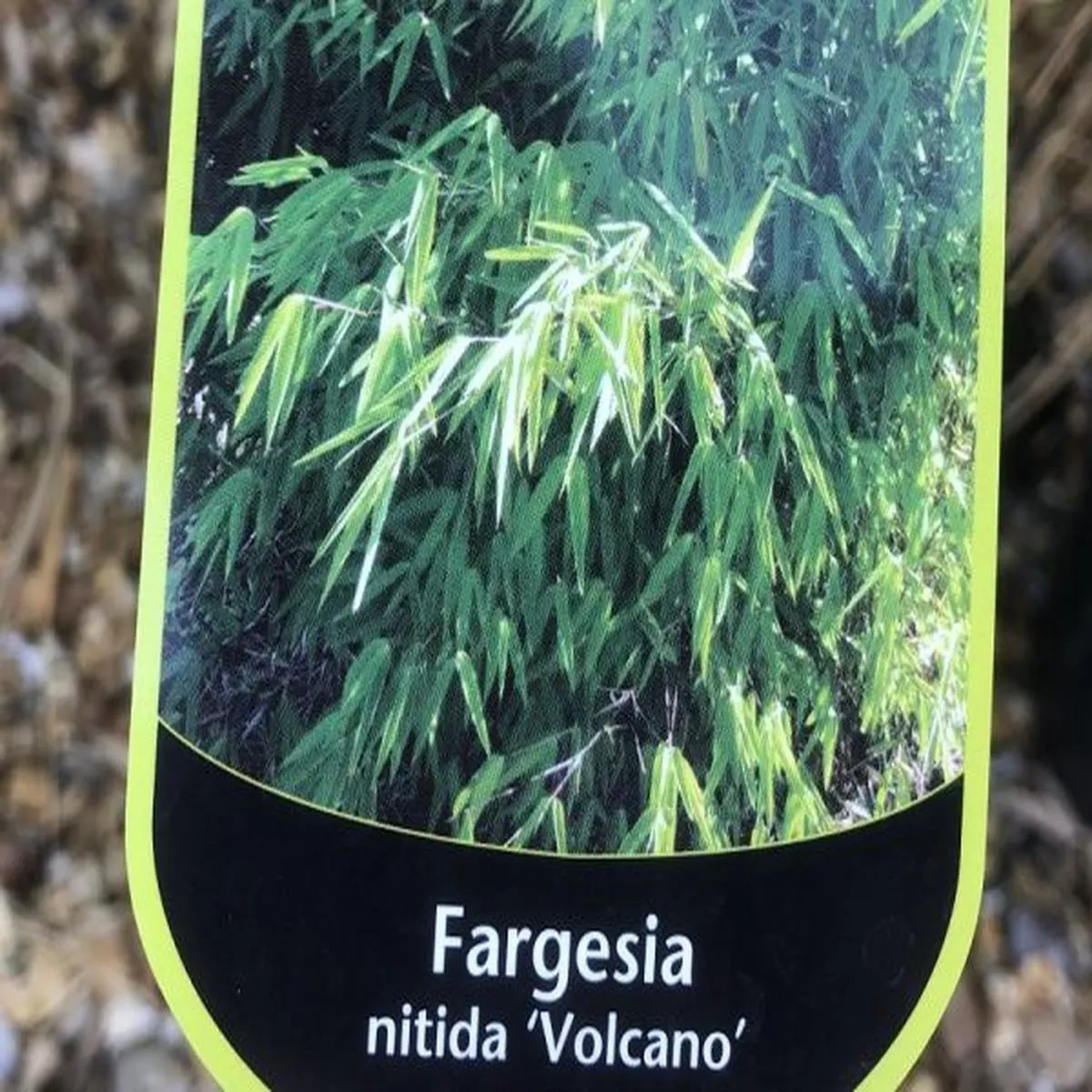 Fargesia nitida VolcanoNon invasive Bamboo