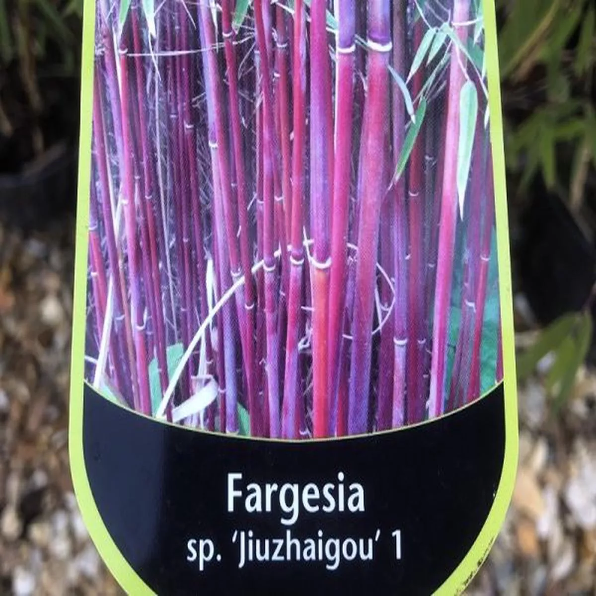 Fargesia sp. JiuzhaigouNon invasive Bamboo