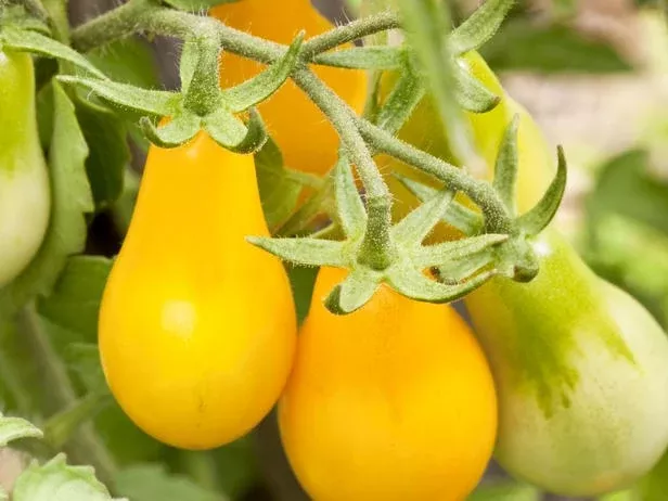 Fargo Yellow Pear Tomato