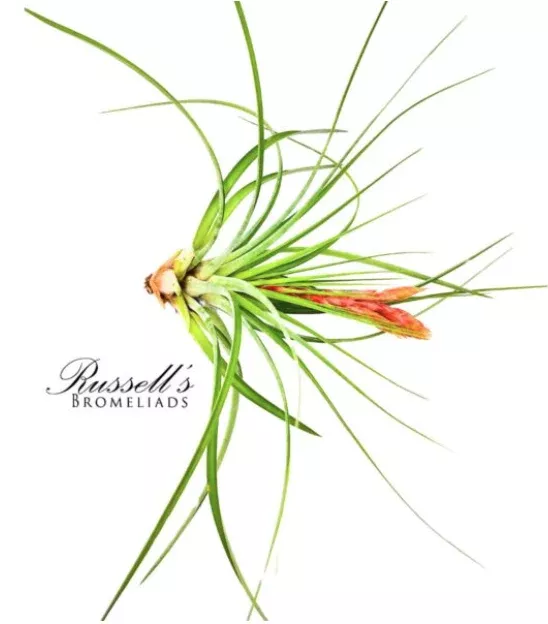 FASC. TROPIFLORA, 12" - 16" PL0044