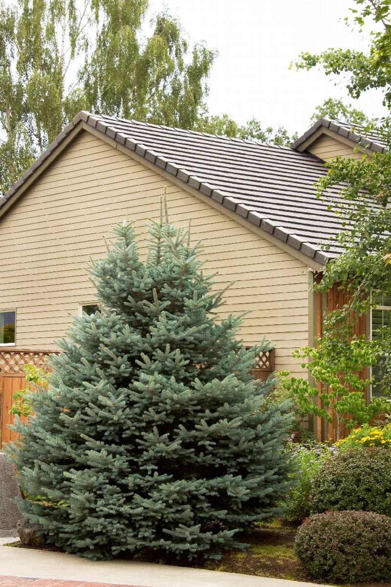 Fat Albert Colorado Blue Spruce