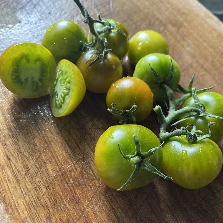 Fat Frog Micro Dwarf Tomato Seeds