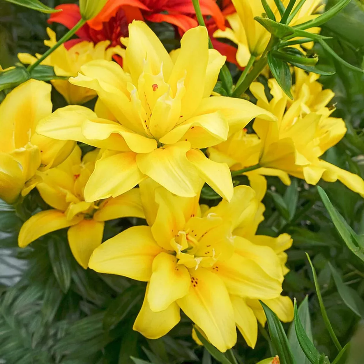 Fata Morgana Lily