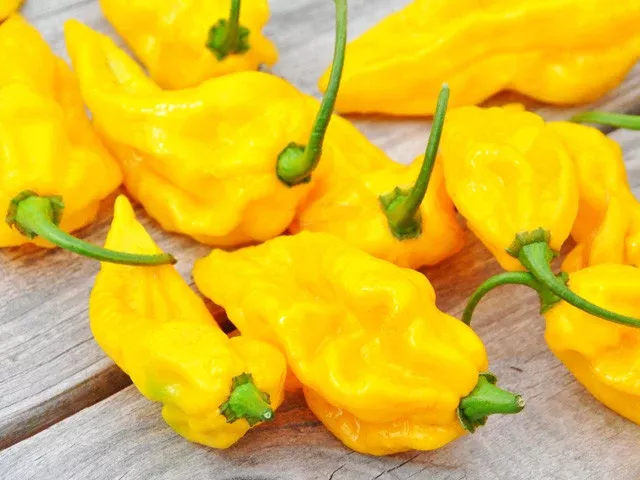 Fatalii Organic Hot Pepper Seeds