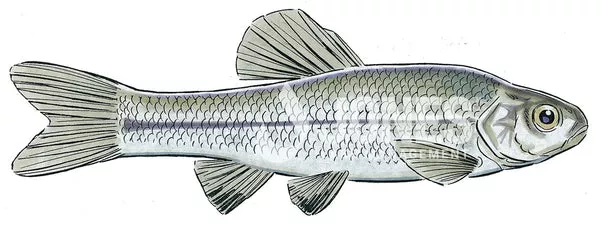 Fathead Minnows