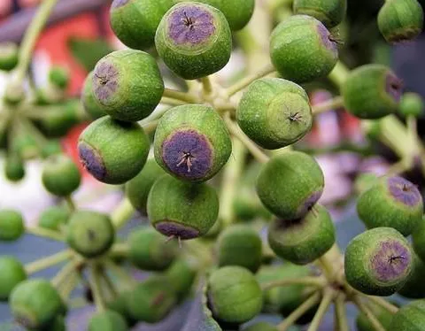Fatsia japonica seeds
