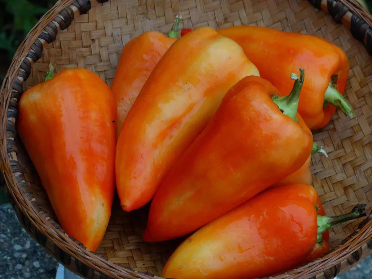 Feher Ozon Pepper