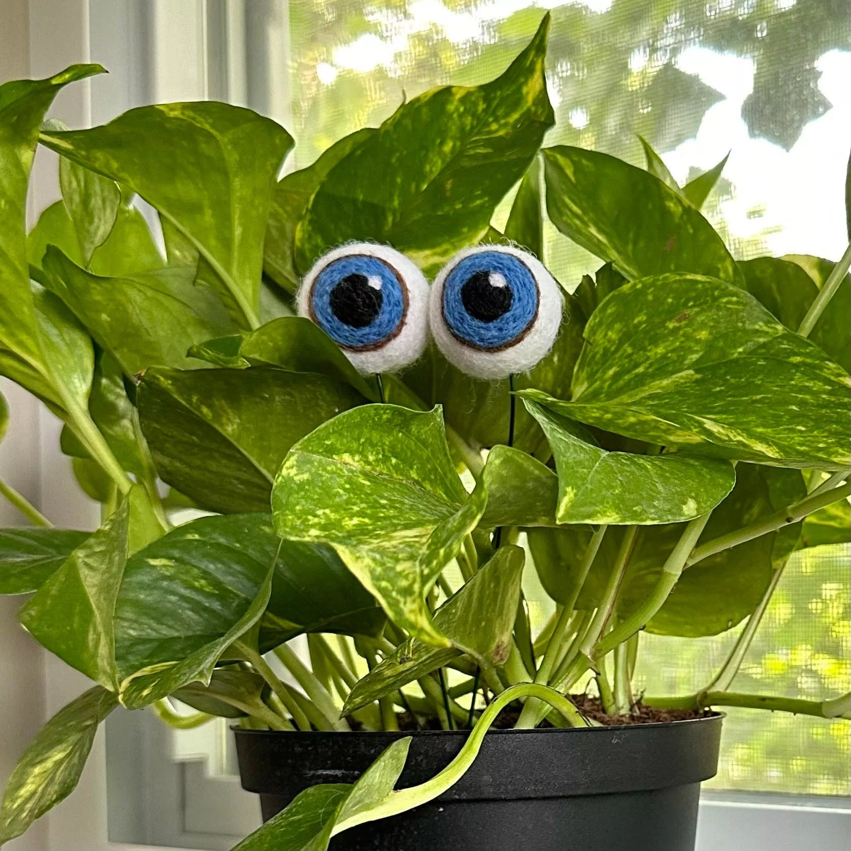 Felted Wool Plant Eyeballs
