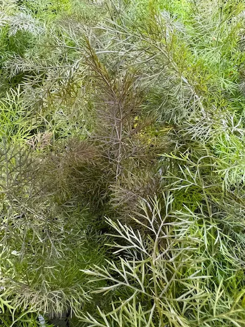Fennel 'Bronze'
