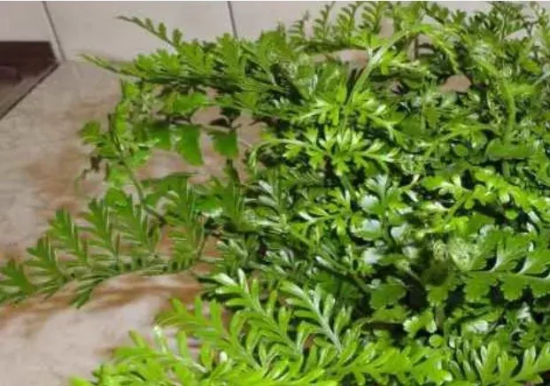 Fern Parvati