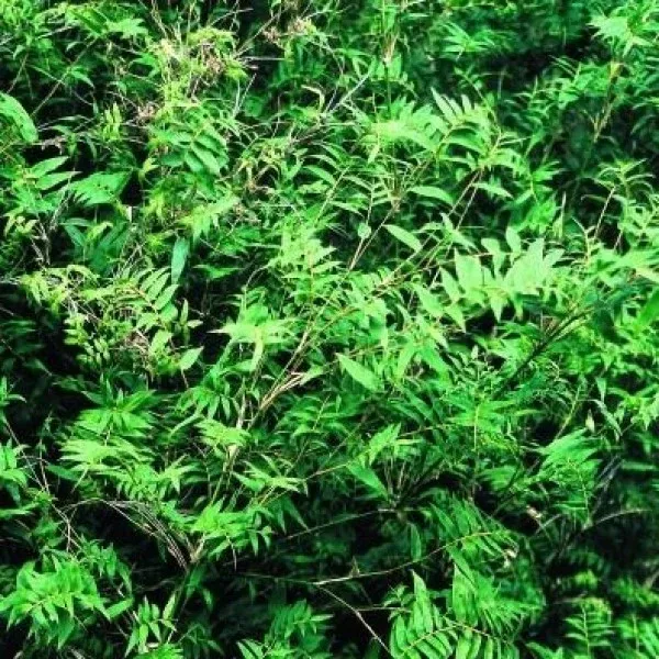 Fernleaf Clumping Bamboo