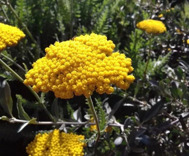Fernleaf Yarrow Seeds