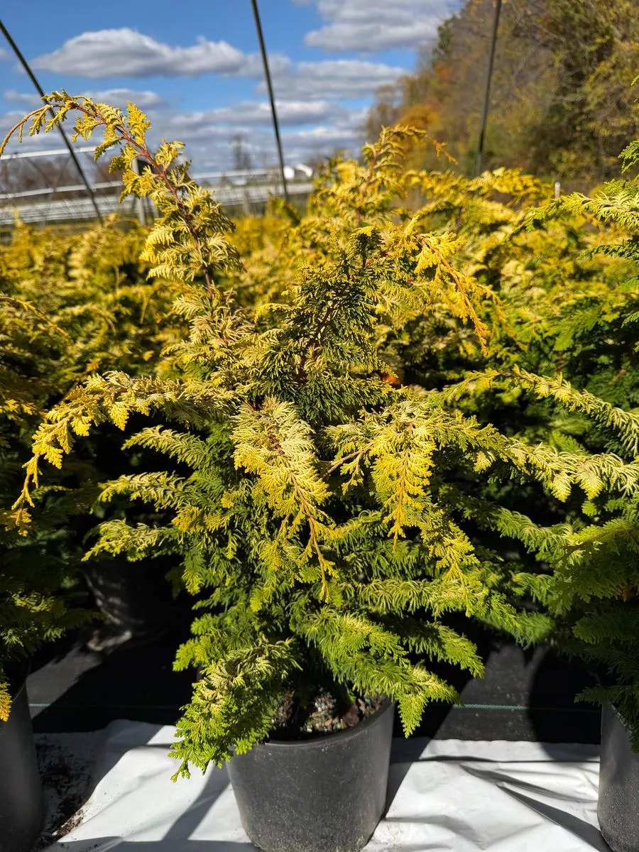 Fernspray Gold False Cypress