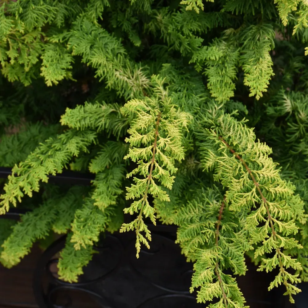 Fernspray Gold Falsecypress