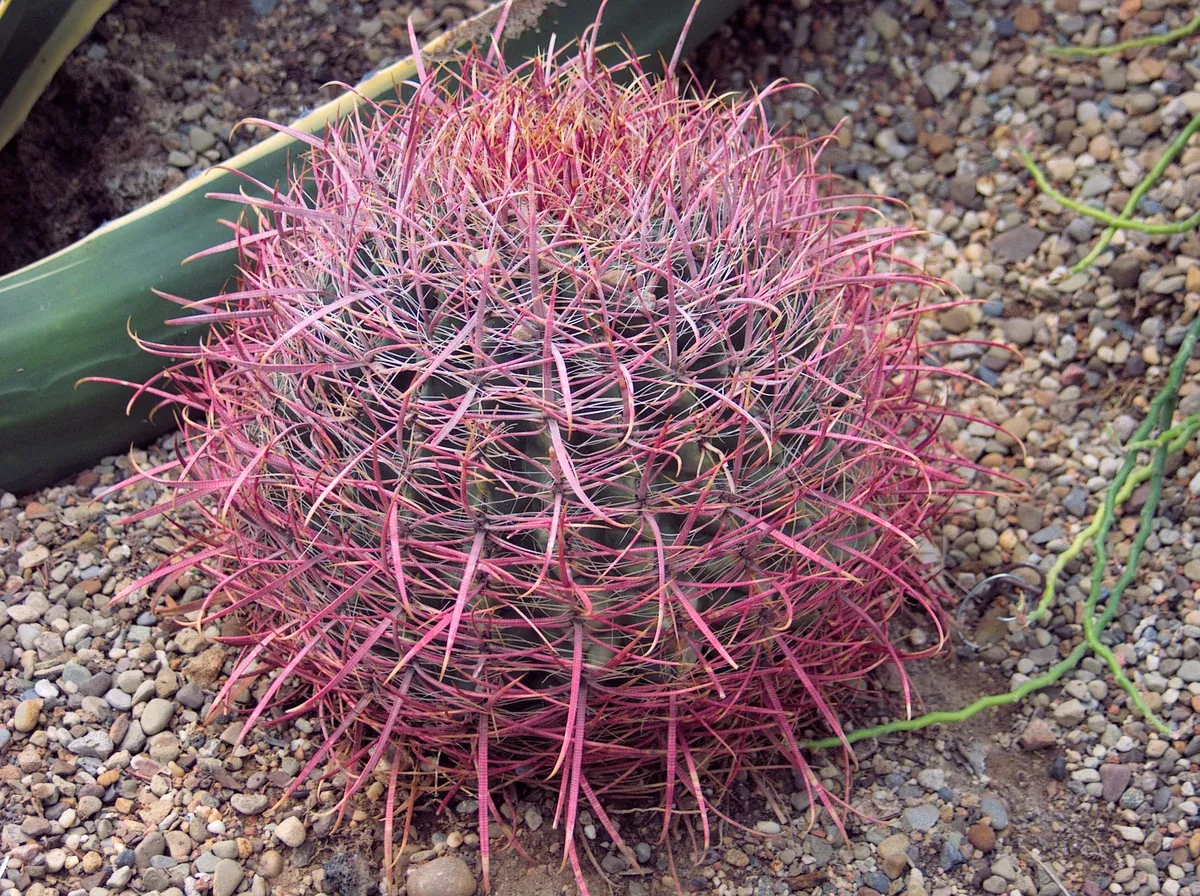 Ferocactus cylindraceus Seeds - Spiny Barrel Cactus