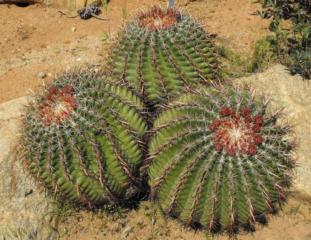 Ferocactus viridescens 25 Seeds