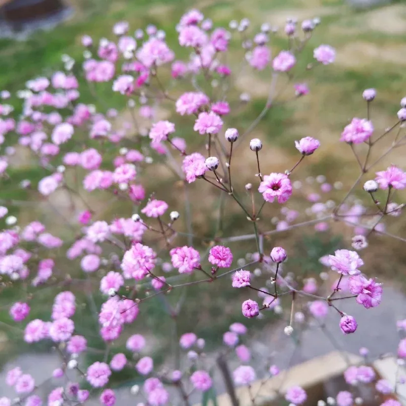 Festival Pink Lady Gypsophila Plant Plug (Gypsophila paniculata 'Festival Pink Lady') – Soft Pink Baby’s Breath for Gardens & Bouquets