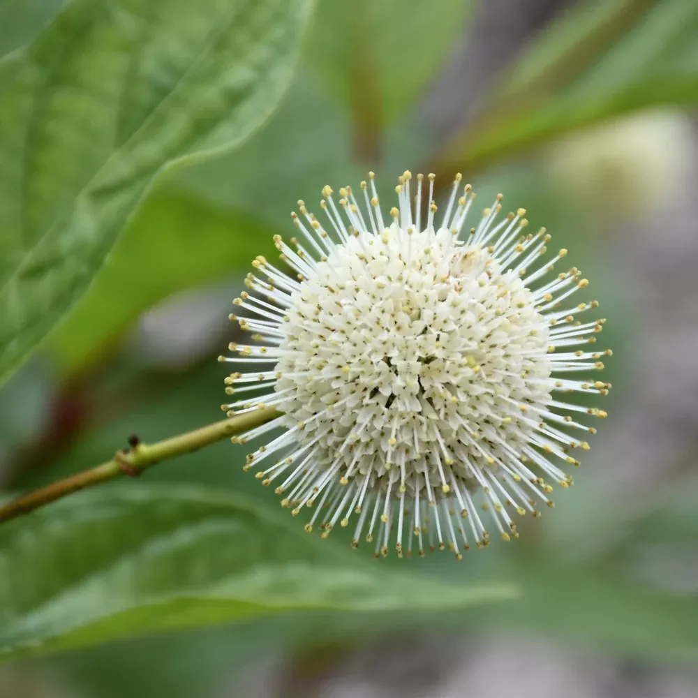 Fiber Optics Button Bush