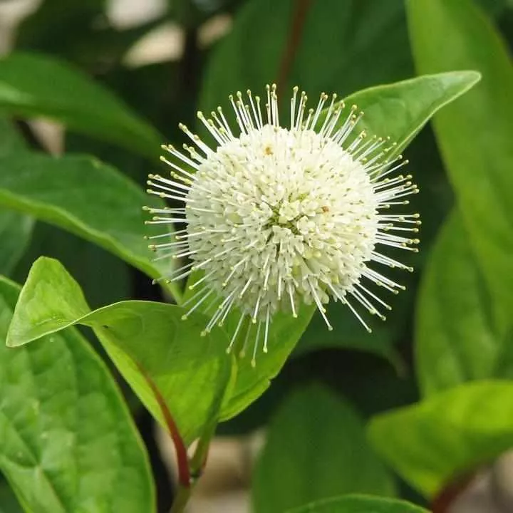 Fiber Optics Buttonbush