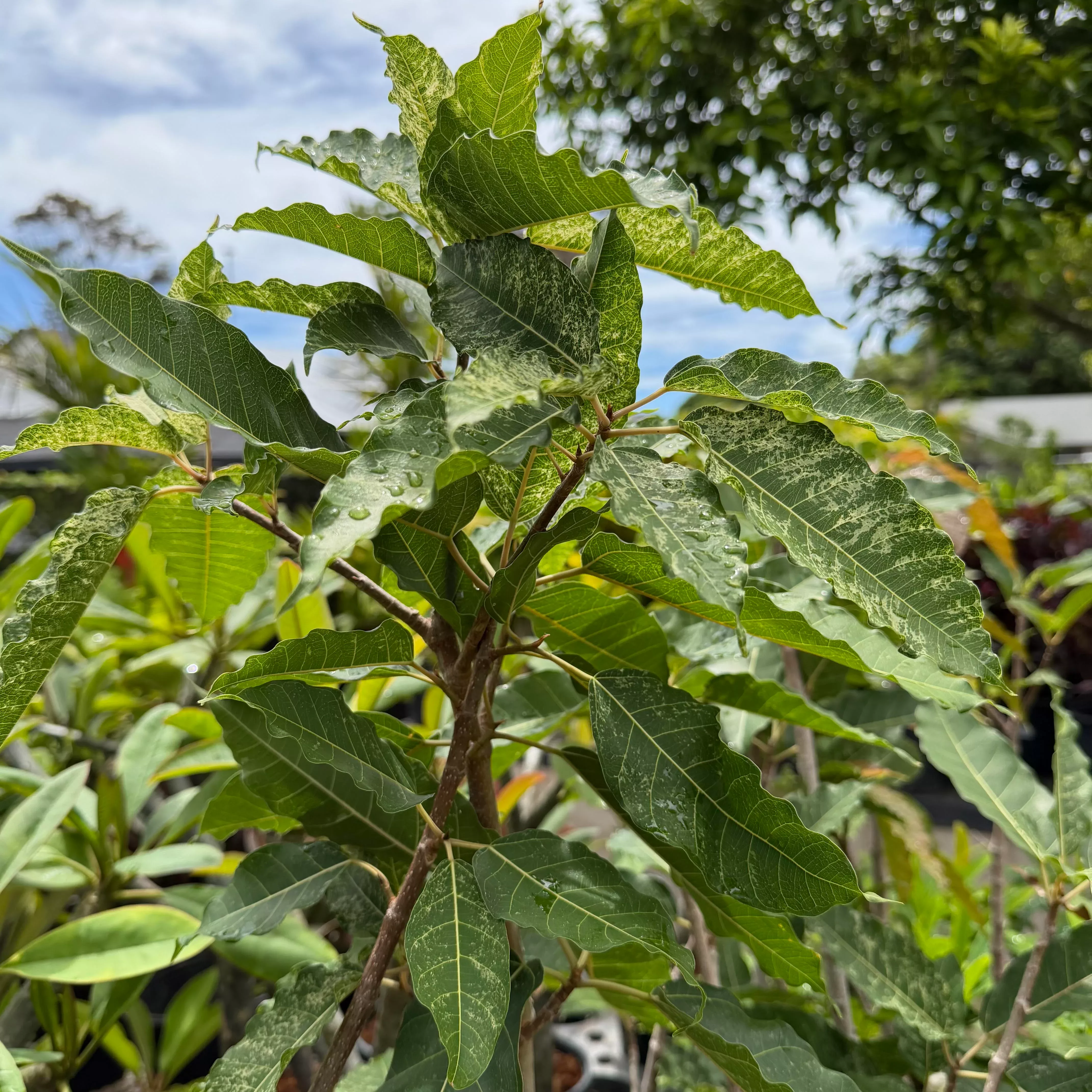 Ficus aspera 'Clown Fig'