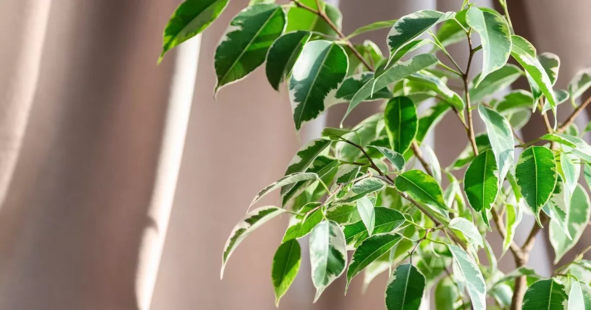 Ficus Benjamina