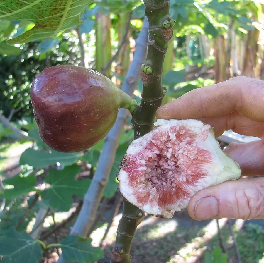 Ficus carica 'Brown Turkey'- Brown Turkey Fig