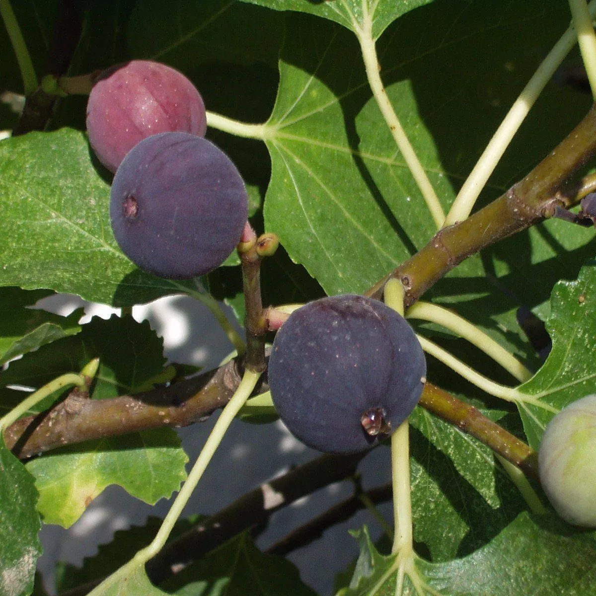 Ficus carica 'Chicago Hardy'- Chicago Hardy Fig