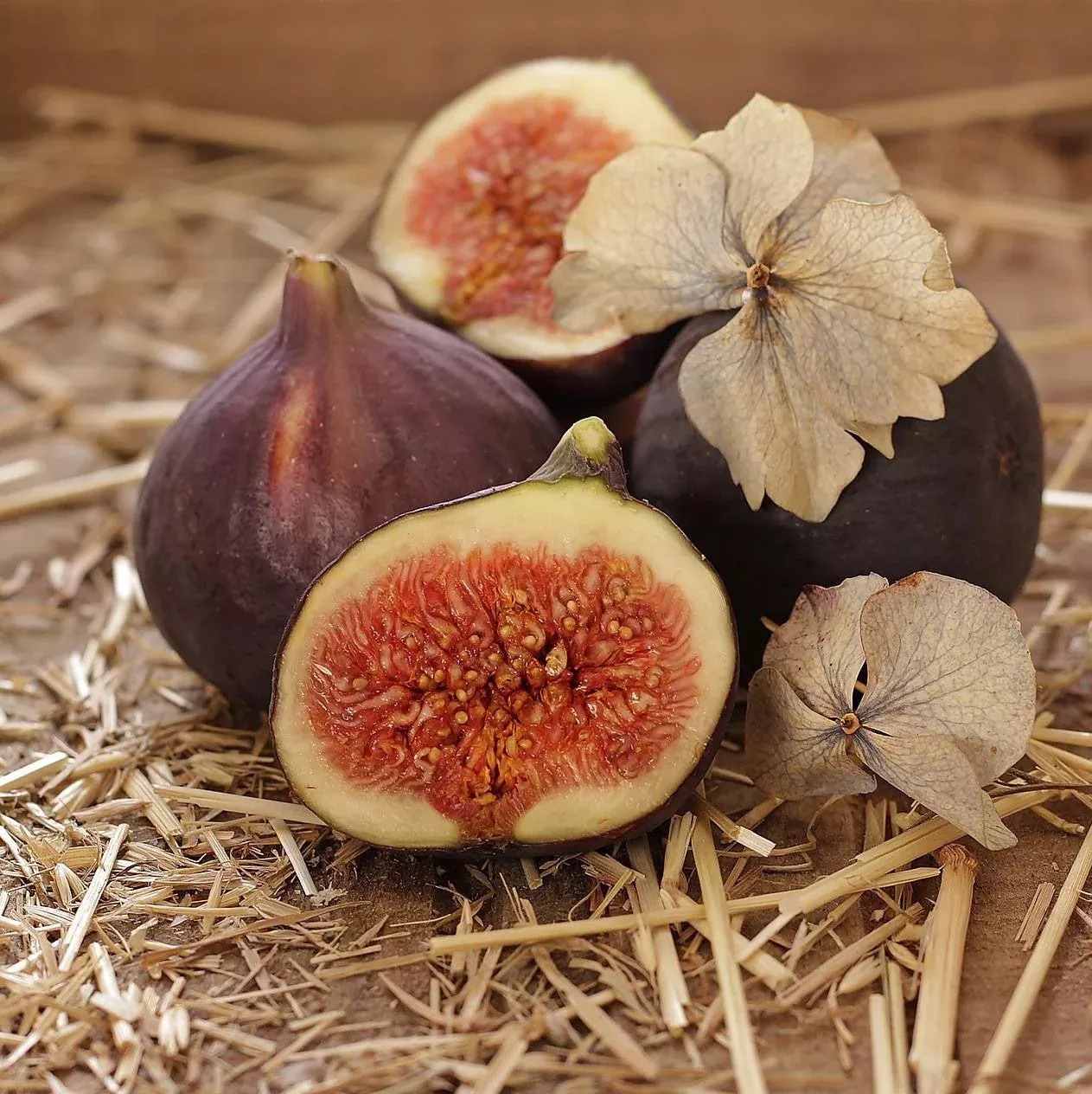 Ficus carica 'Majoam'- 'Little Miss Figgy' Fig