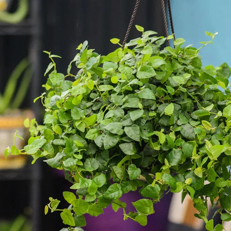 Ficus Pumila Creeping Fig Plant Plug (Ficus pumila) – Vigorous climber with small green leaves, perfect for walls, trellises, or ground cover.