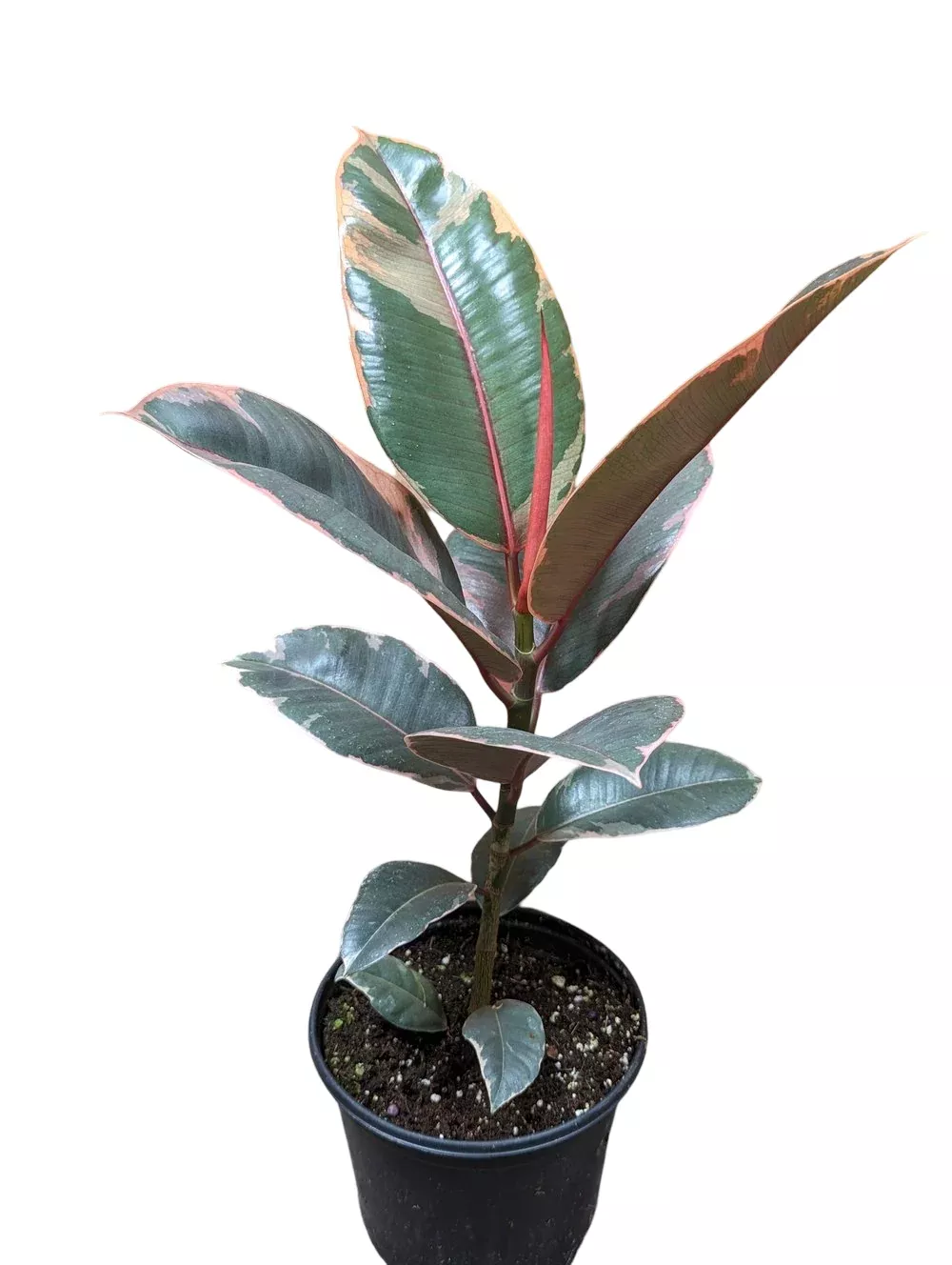 Ficus Ruby Rubber Plant