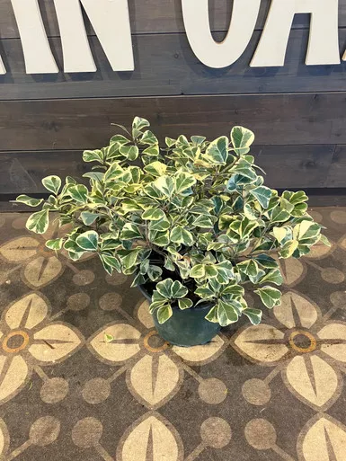 Ficus Triangularis