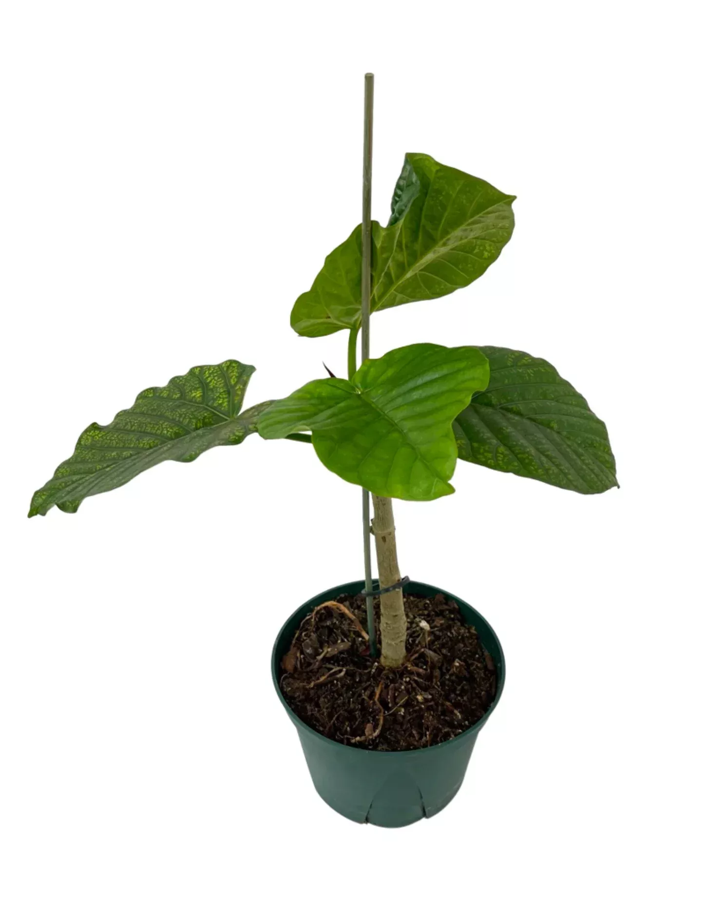 Ficus Umbellata